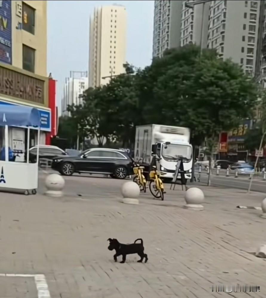 远嫁他乡的狗狗回到老家探望妈妈，认出妈妈后，它飞奔着扑进妈妈怀里，似有说不完的心