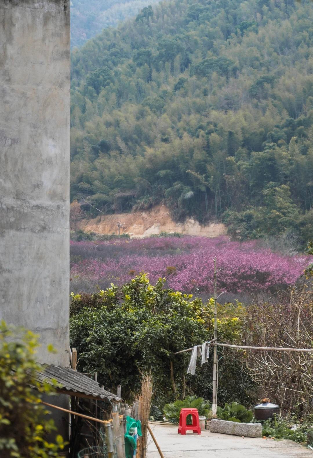 闽侯古响三峰梅园｜后山可徒步梅园已半开突然爆火的闽侯赏梅地！可徒步、可赏梅、可