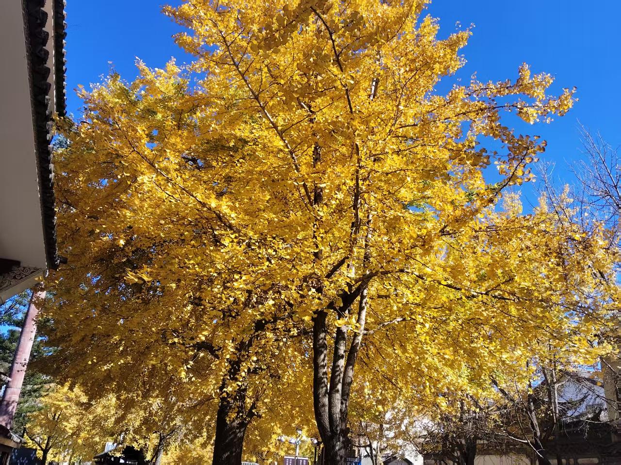 鹰酱:脚盆，你挺勇的呀。脚盆鸡:干爹，我