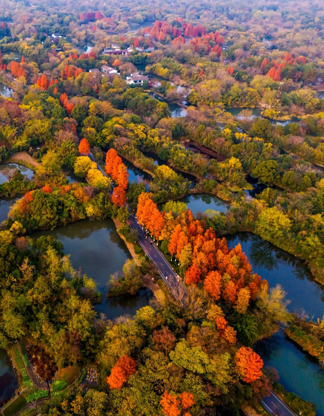 西溪湿地的秋景太美啦！突然想起来自己住在西溪湿地附近已经好久了竟然还没有认