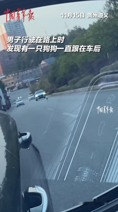 “被狗碰瓷了？”11月15日，贵州遵义，一男子开车行驶在路上，期间和路边的一条流