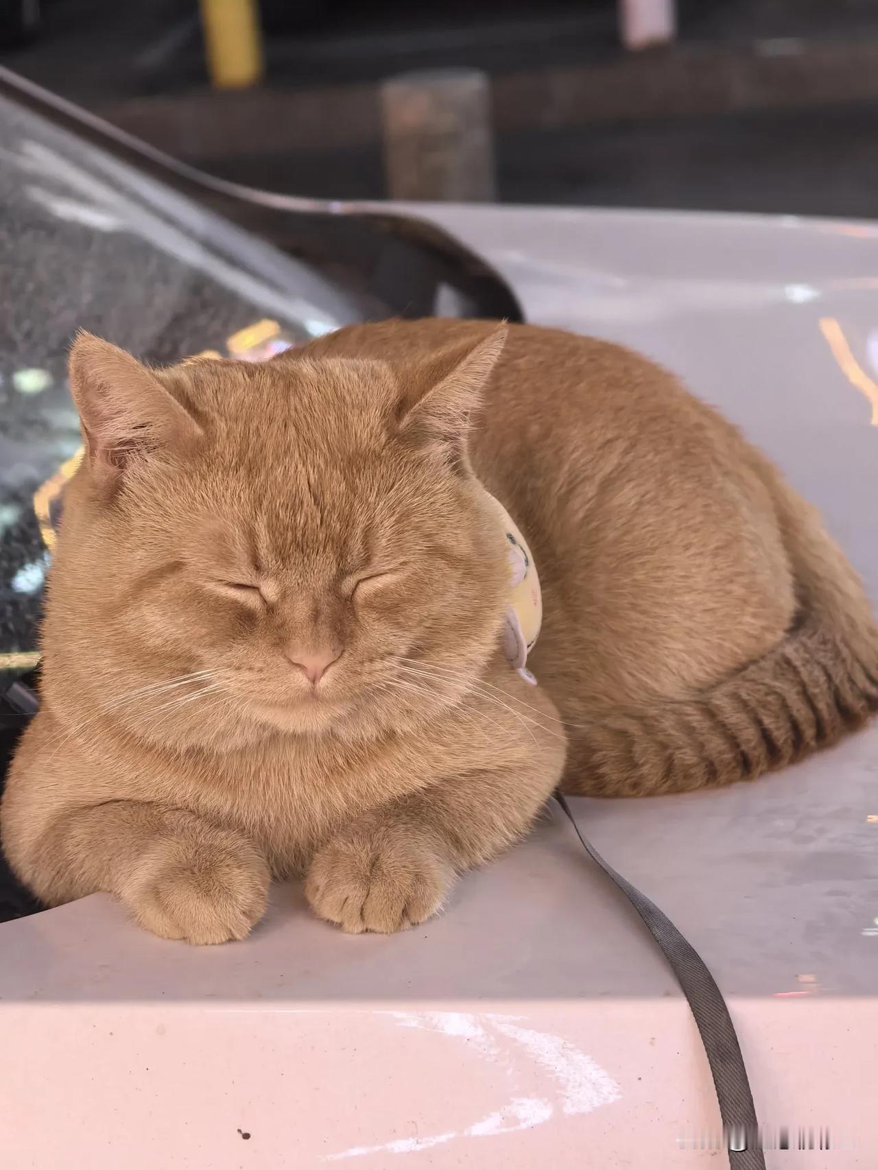 自打喜欢上肖战，对猫🐱🐱的喜爱与日俱增，看到好多🦐🦐养猫，想自己养一只的
