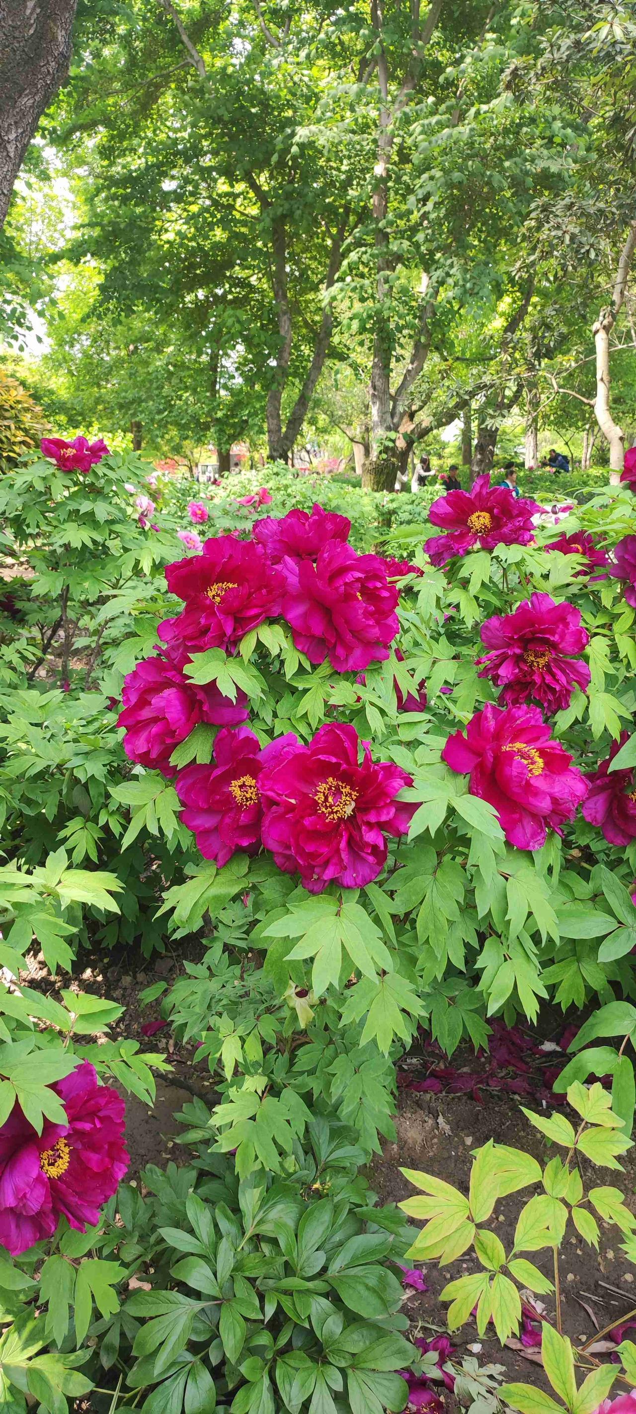 我的今日状态：🏝️旅行度假我这里的天气：☀️晴天今天头等大事就是去赏花。