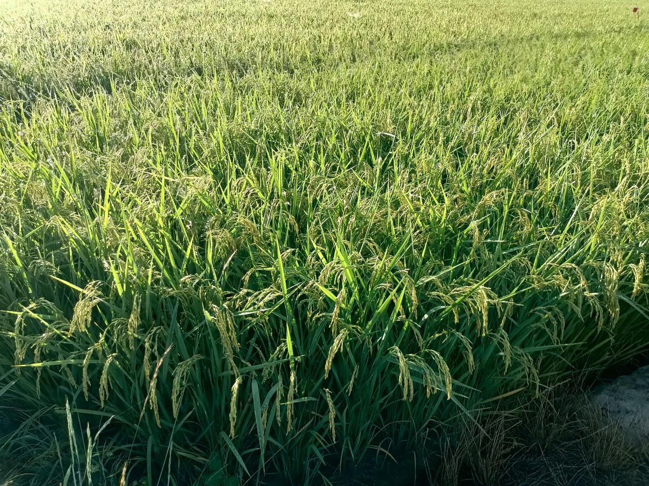 这三大星座，普通人根本“镇不住”不得不承认，有些星座自带“高段位气场”，骨