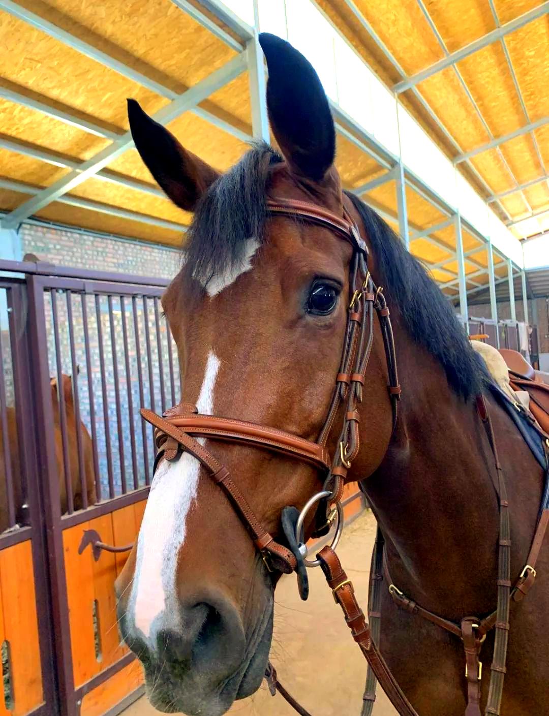 中国每年有470万匹马被屠宰，但在国内几乎看不到有人吃马肉，这些马肉究竟去了哪里