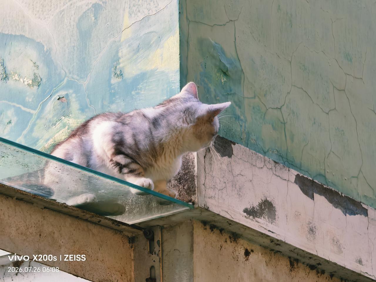 晒图笔记大赛呆萌的小花猫：早上出门散步，看见对面的邻居养的宠物猫，呆萌的站在防盗