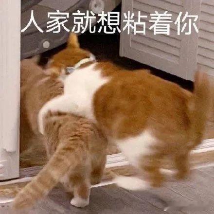 慢热，但动心之后异常专一的星座：水瓶，很难入局，一旦认可就很长情金牛，需要时间观