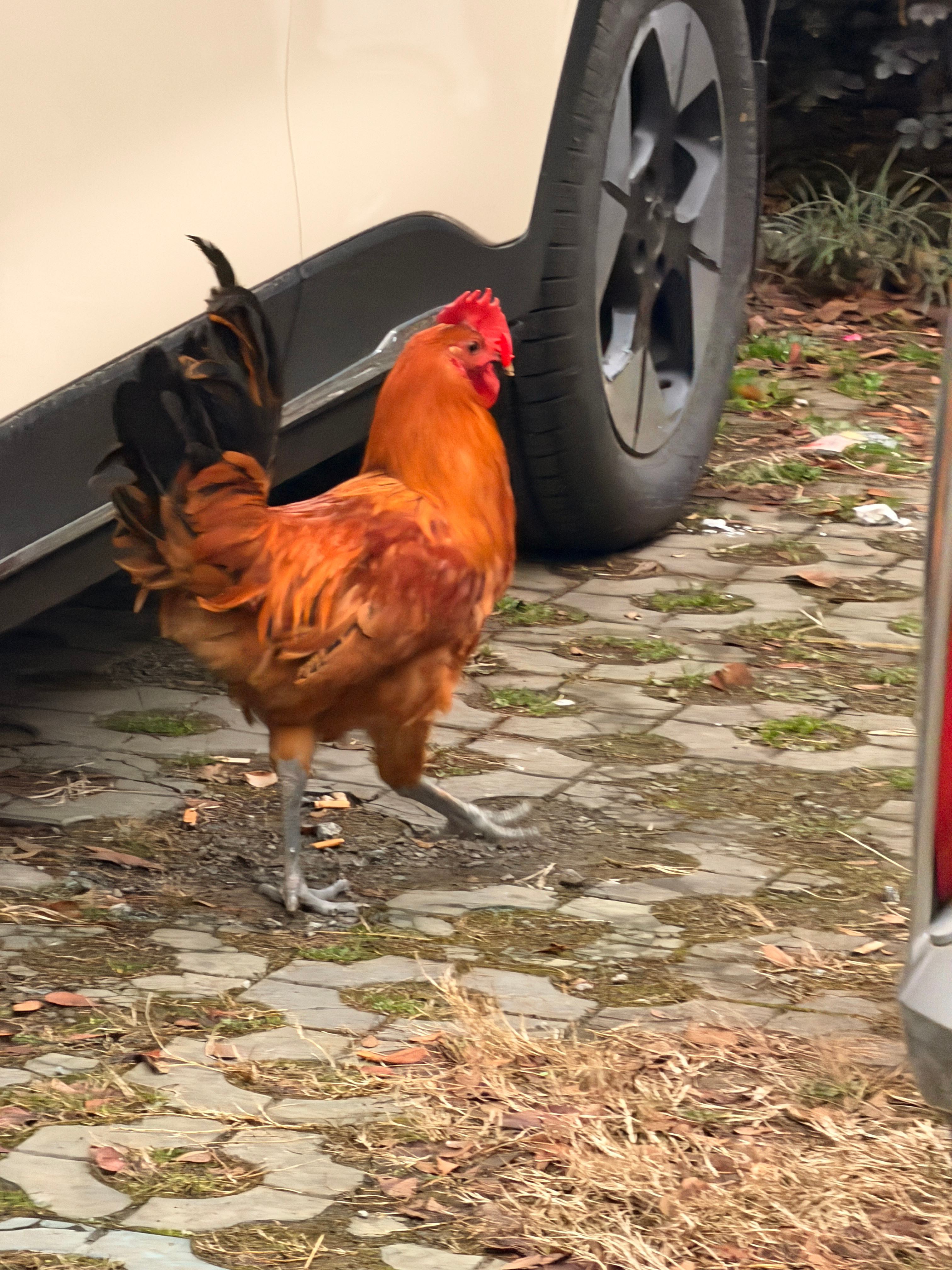 我拍鸡🐔，鸡跑了…………合肥