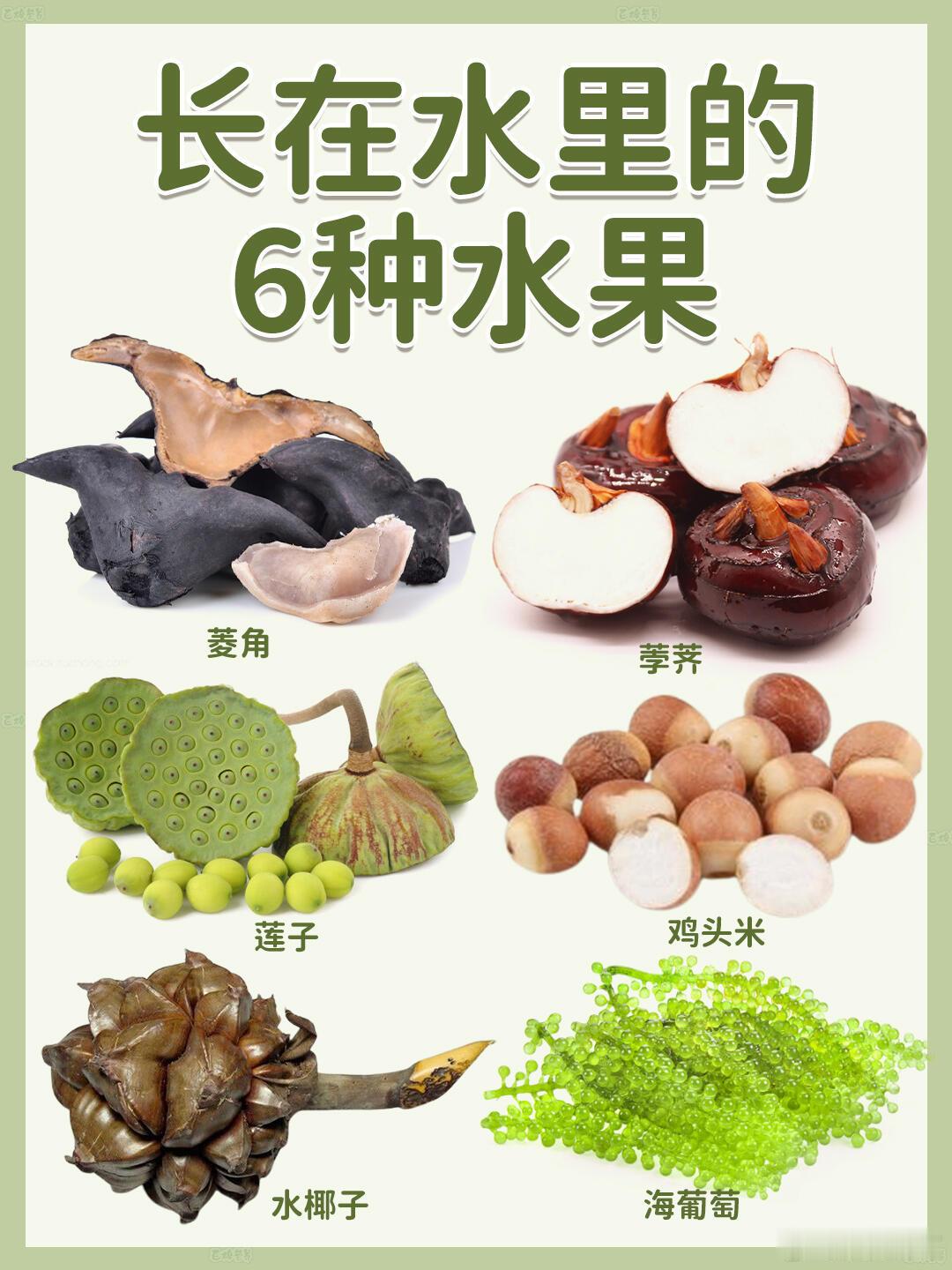长在水里的6种水果朋友们，今天来点特别的水果介绍，这些水果都长在水里，带着