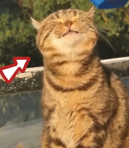 没想到这只猫上人民日报了！并不是因为小猫咪长得有多特别，而是……