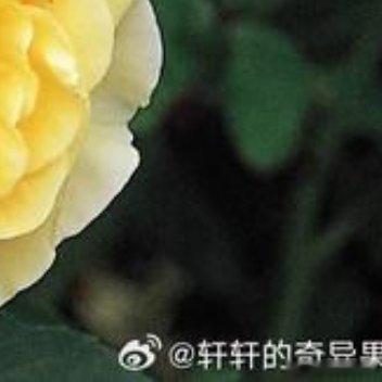 格拉汉·托马斯月季种植方法选址与光照每日需≥6小时直射光，通风良好；夏季午后适