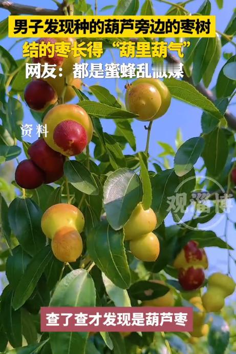 “解释不清了！”山东，一男子把葫芦种在了枣树的旁边，没想到，枣树结出的枣子竟“葫