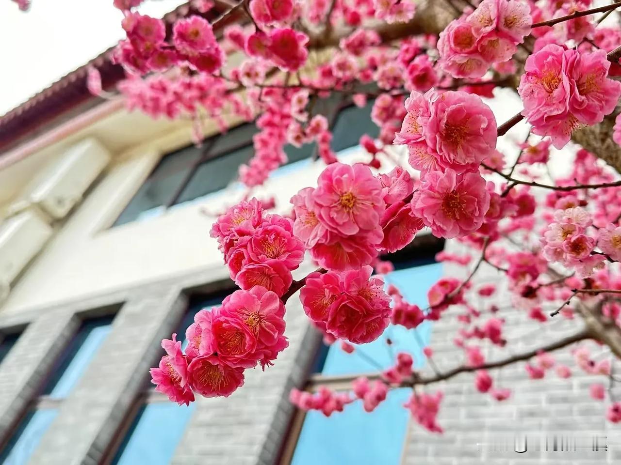 小时候，家乡没有梅花，但是，那时候学了很多关于梅花的诗词，心目中，梅花盛开在凛冽