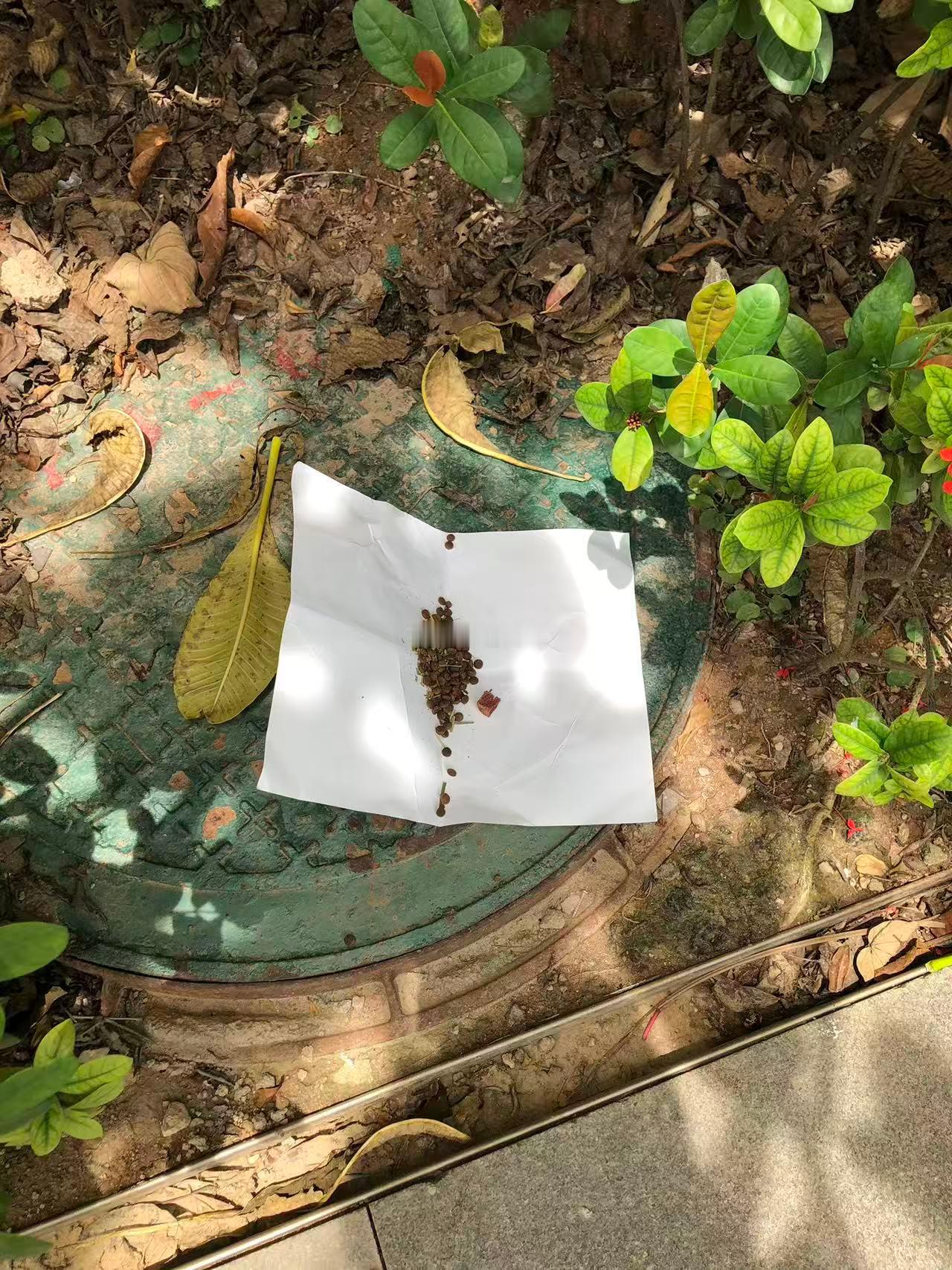 刚才去喂流浪猫了哒哇来的时候买了国产猫粮三个猫抢着吃咔咔香哒哇回了包子家