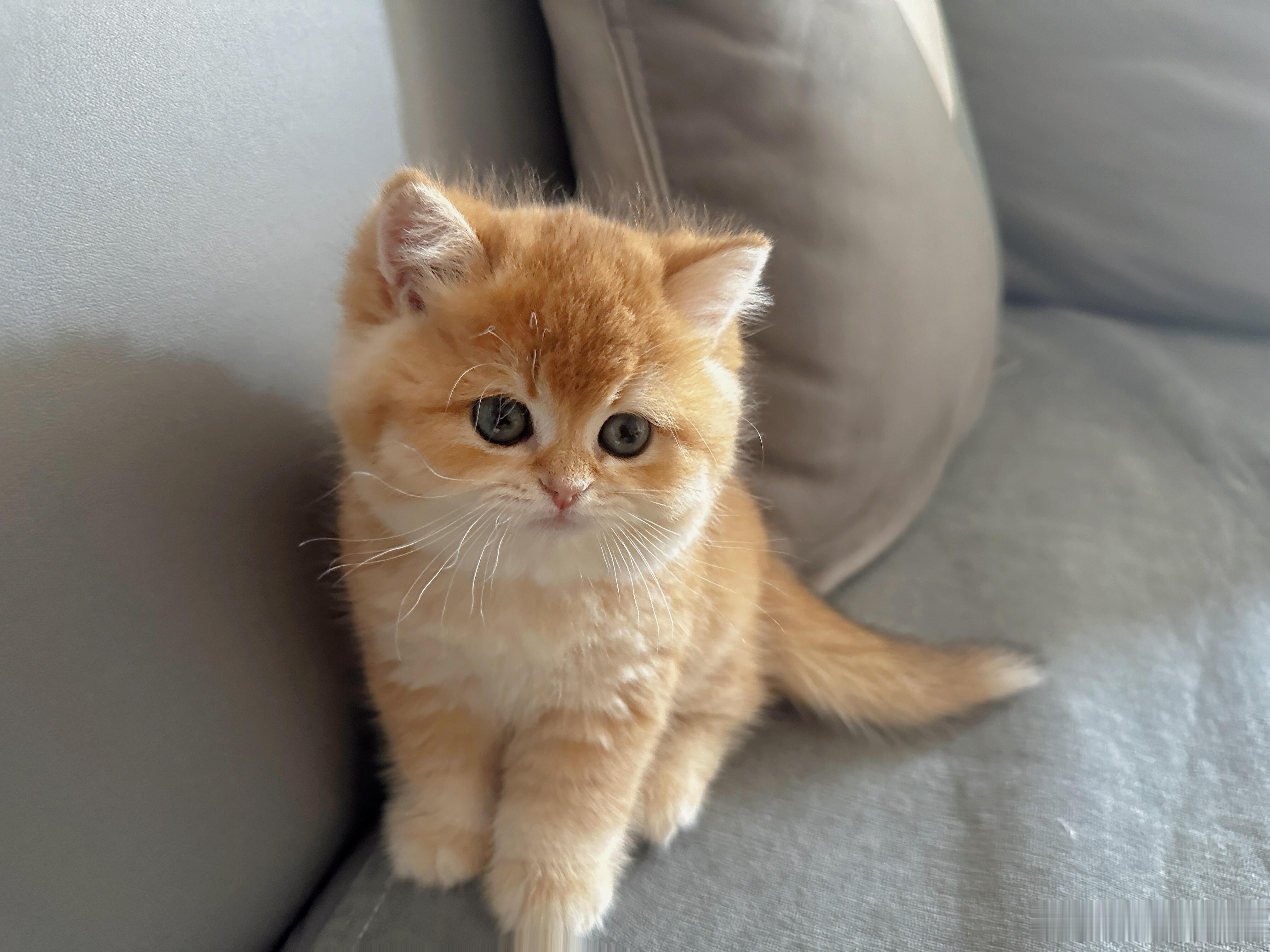 猫咪一年来的成长变化一年前的今天，你带着满身奶气撞进我怀里，从此我的沙发有了专属