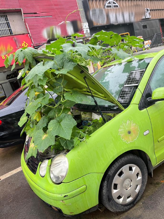 一生沉迷种菜的中国人