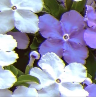 每日一善💜月尹星邱兔种植笔记｜紫色茉莉花0000紫色茉莉花花朵小巧柔美，花瓣