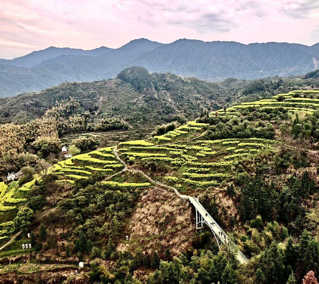 春日山野间，梯田铺金，远山含黛，一步一景皆是人间好时节。