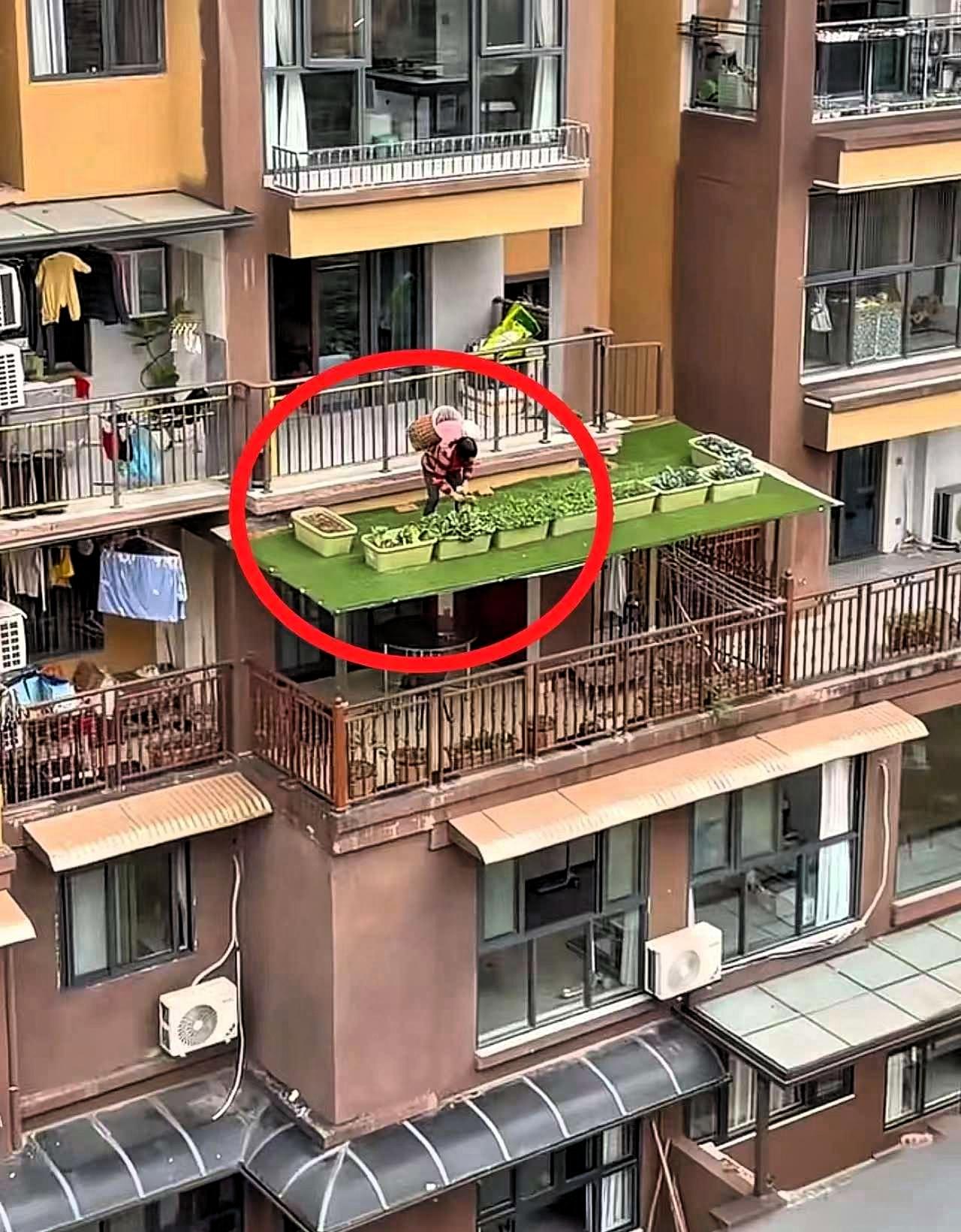 重庆，一位居家带娃的老太太为了节省室内空间种菜，不仅把5楼阳台的栏杆改装了一个小
