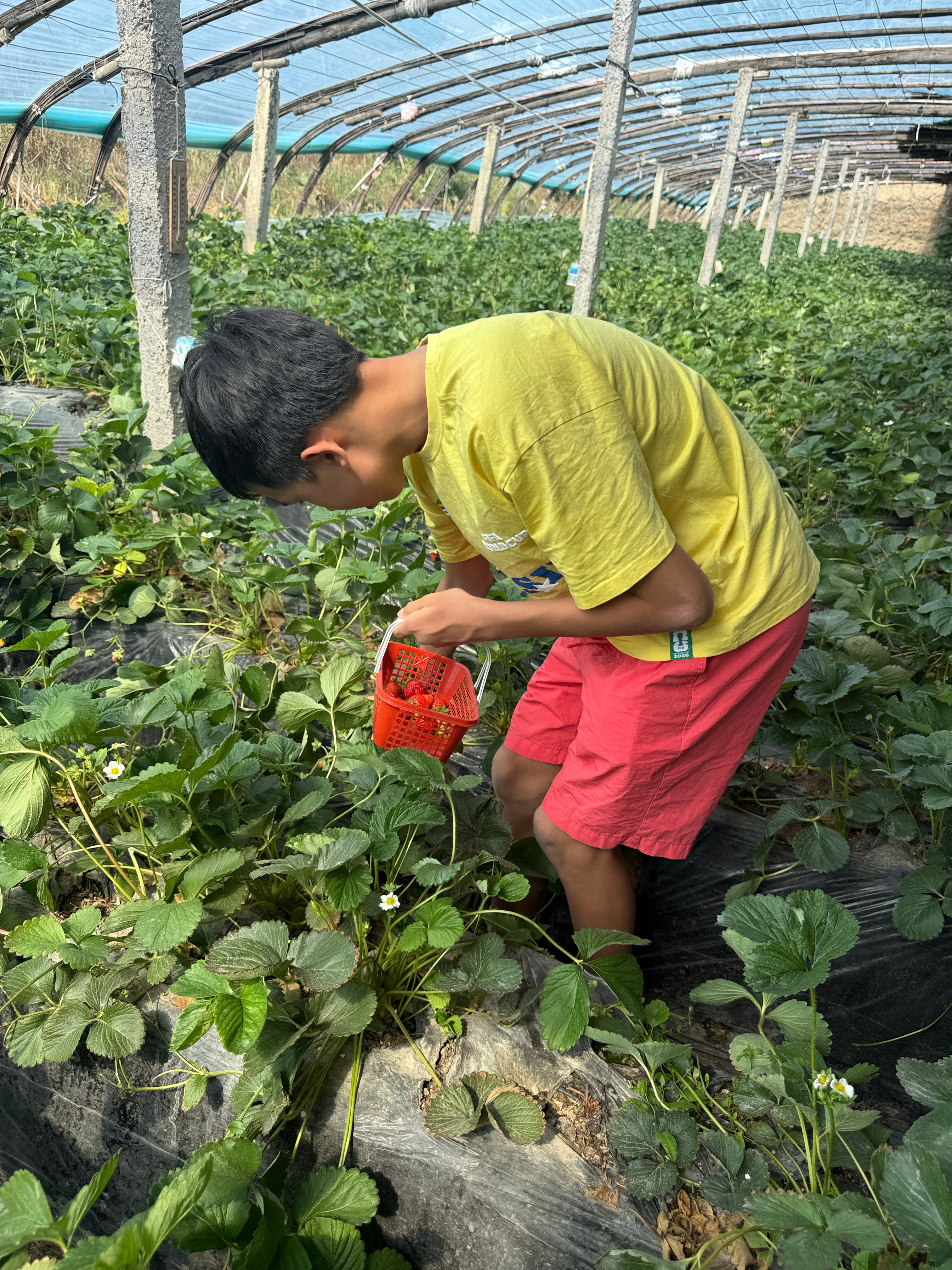 在路边上，看到有人提着满篮子的草莓🍓。于是，我们停下来，问她，哪里可以摘草莓？