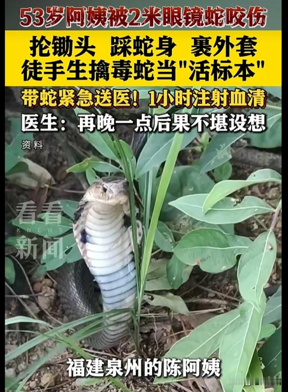 福建53岁农村阿姨踩到2米眼镜蛇被咬后没跑没叫，抡起锄头砸下去用脚踩住，一把塞进