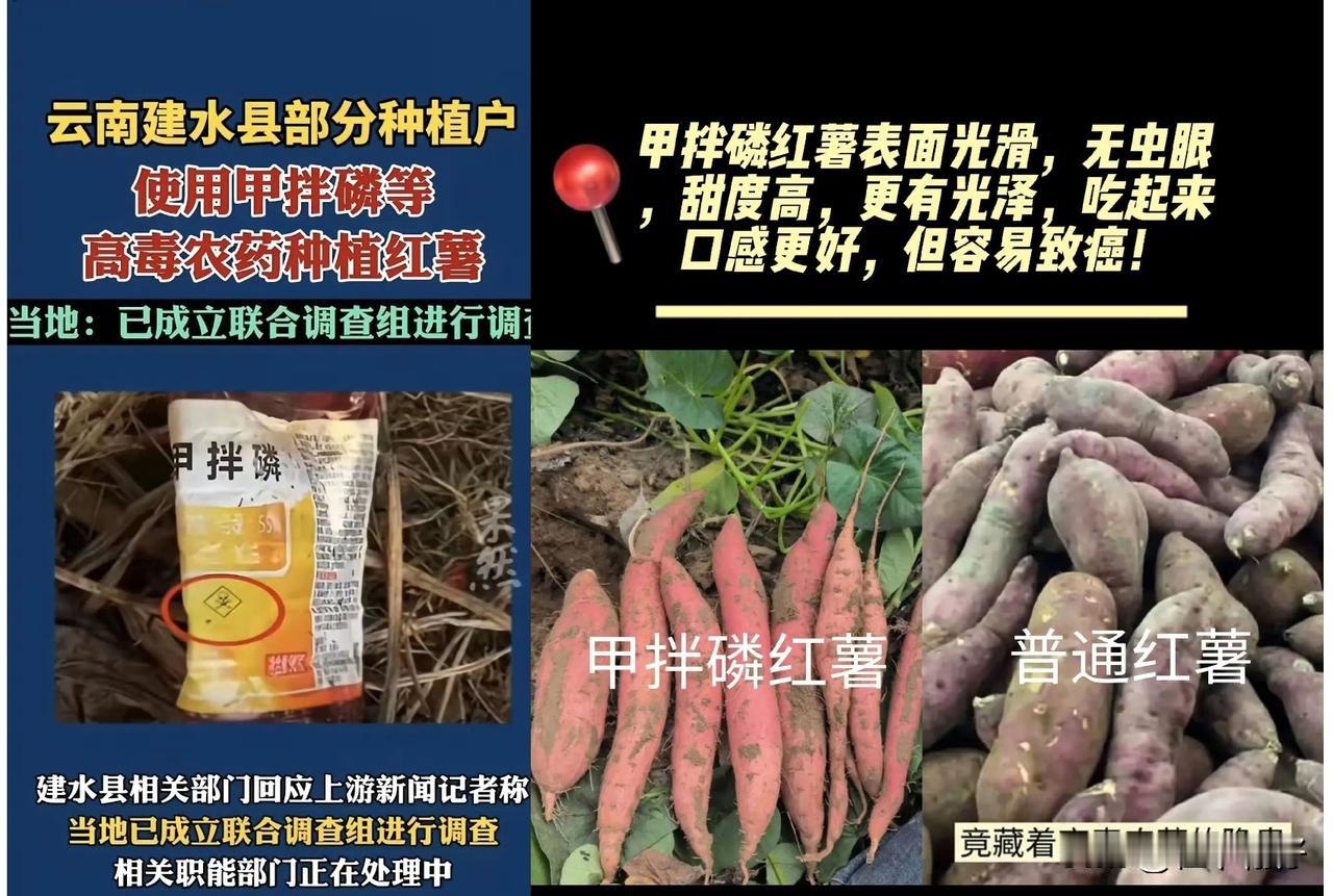 我滴天，一大早被“毒红薯”的新闻吓到了。央视近日曝光的
