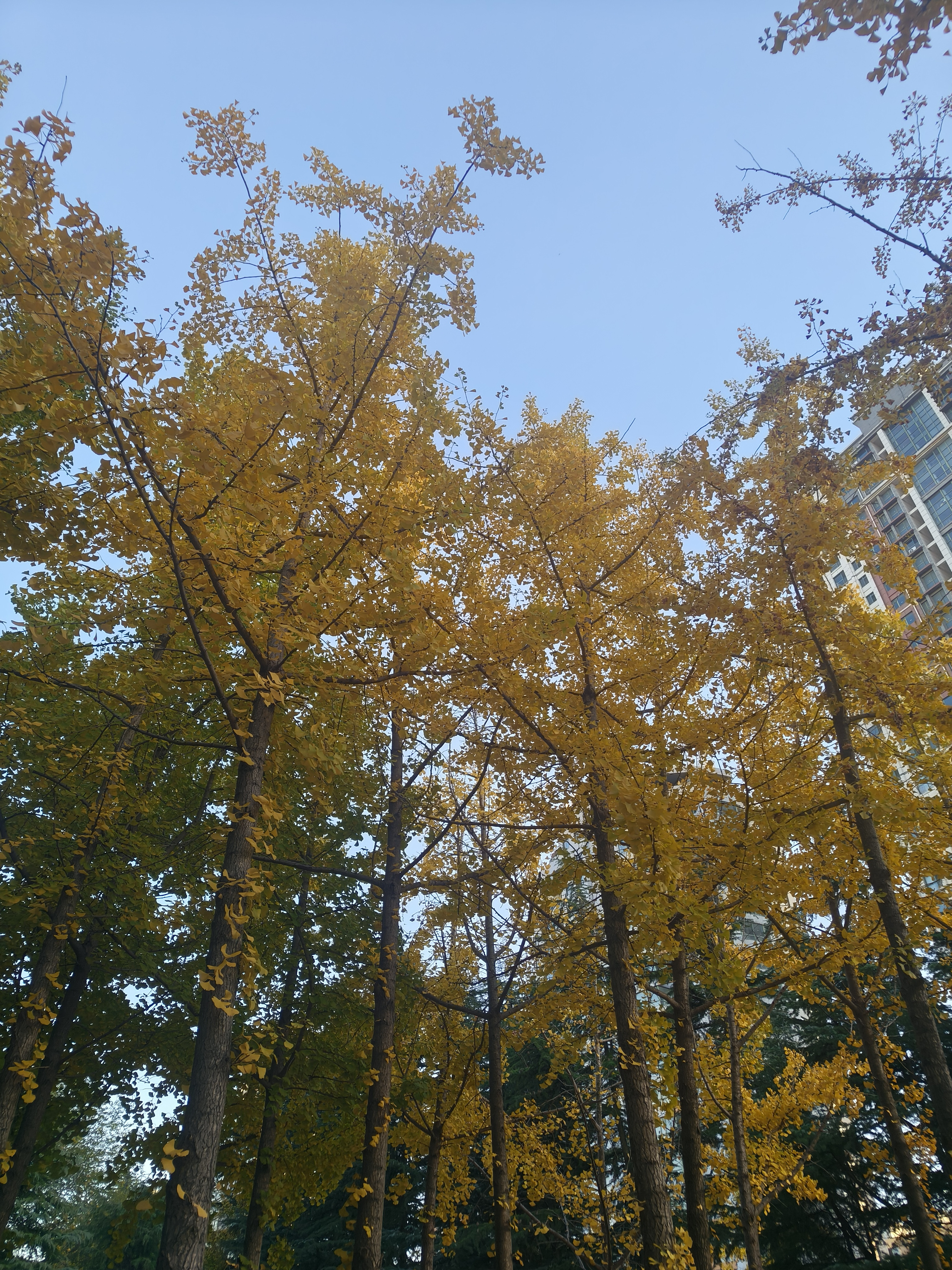 稳重温柔知性，不怕少女装可爱，就怕少妇四十岁！