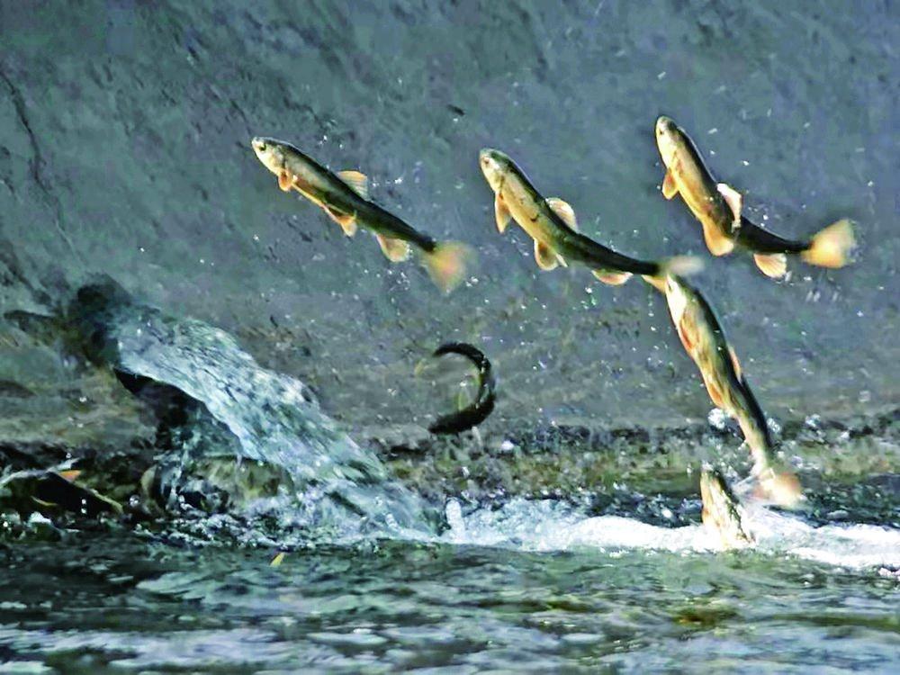 生存与繁殖每年6至8月，青海湖湟鱼开启逆流而上的生命远征。它们从