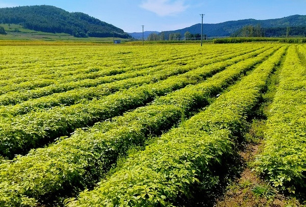 寒地中草药焕生机 海林“龙药”刺五加铺就共富路