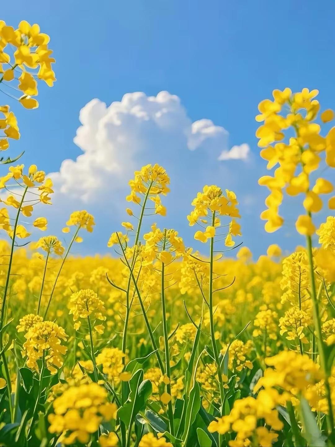 世人常以忙碌为乐，为闲适而忧殊不知，能闲是贵，能静是福，能定是功每日奔忙不息的人