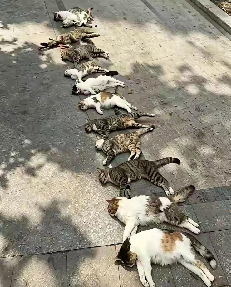 南京小区流浪猫集体遭毒杀，尸体整齐摆放，投毒者根本没把邻里安全当回事南京一