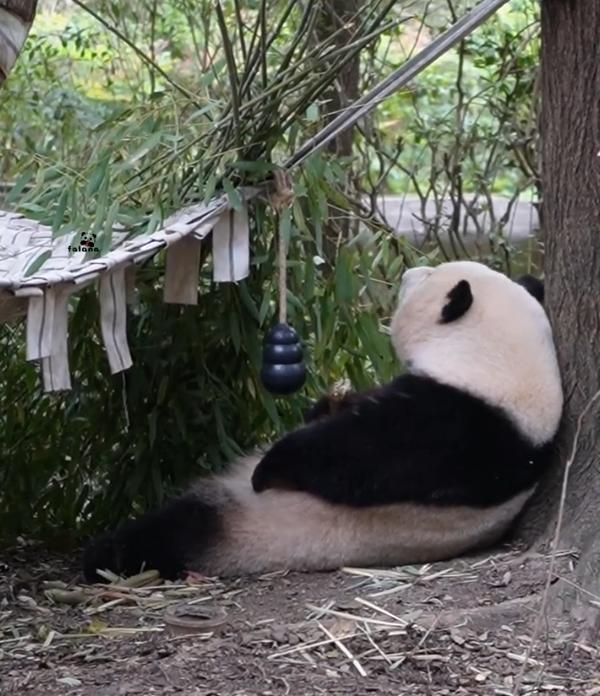 谁懂啊！花花这波加餐也太乖了吧！5月13日的加餐现场，全程都像慢动作播放