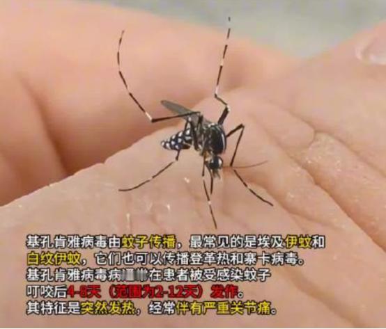 解释不清了！近日，广东，为了应对基孔肯雅热，中山大学的副教授带着学生团队，跑到佛