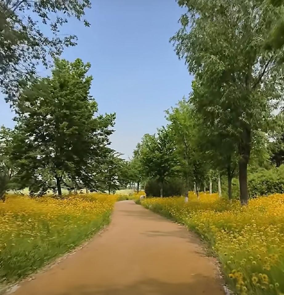 曹县黄河故道湿地风景区金鸡菊铺满原野