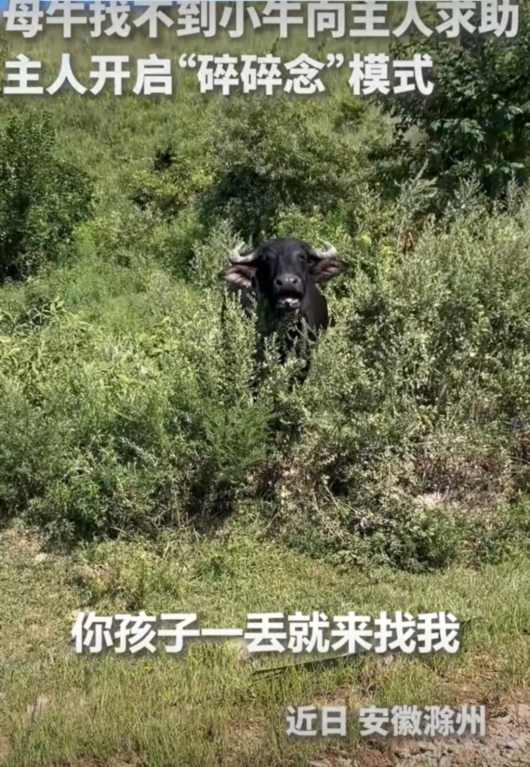 母牛把娃弄丢了被主人叨叨叨叨起因：安徽滁州一养殖户家的母牛在户外吃草时疏忽，把跟