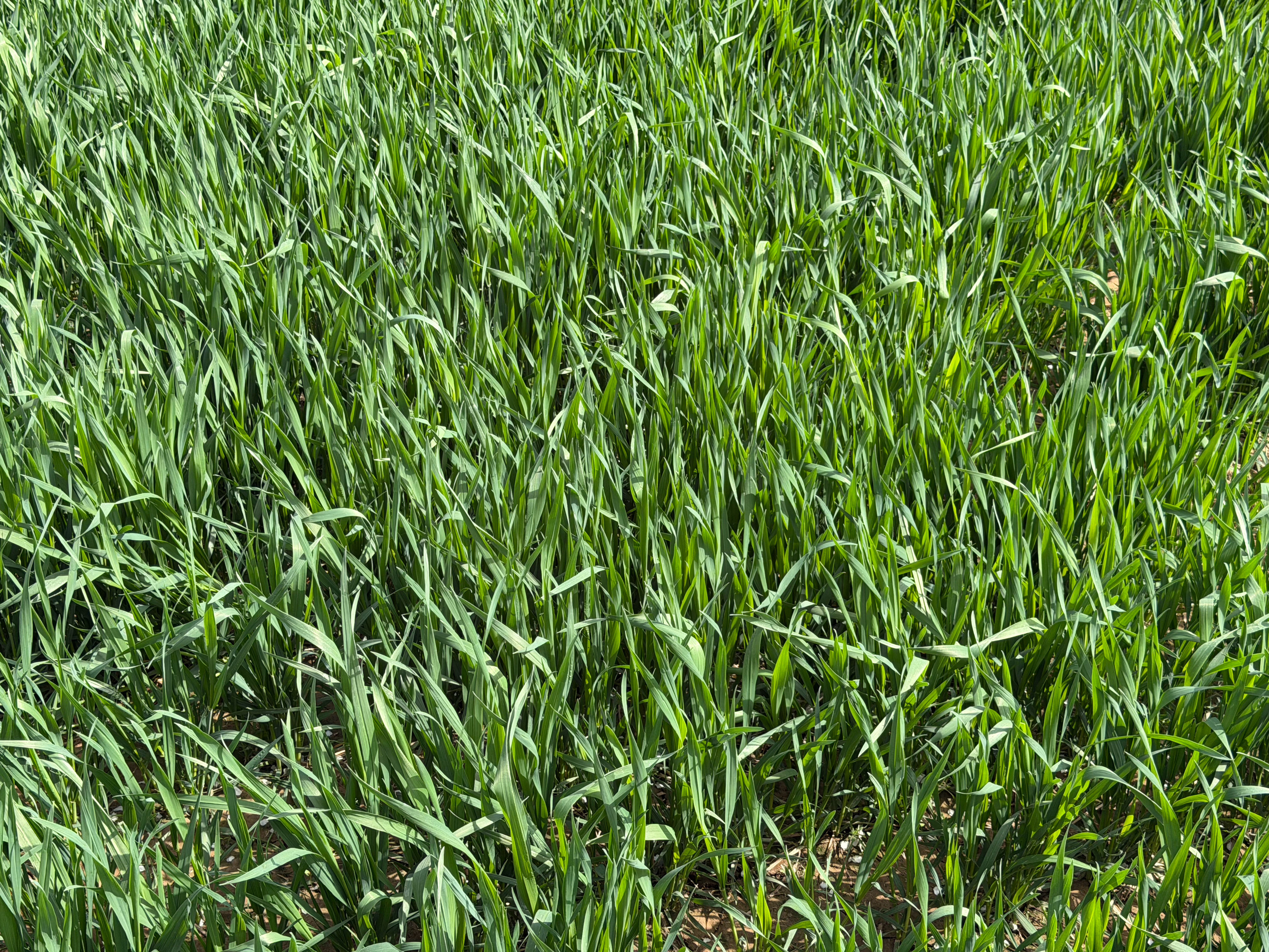 我估计99%的南方小土豆不认识这是什么植物🤔