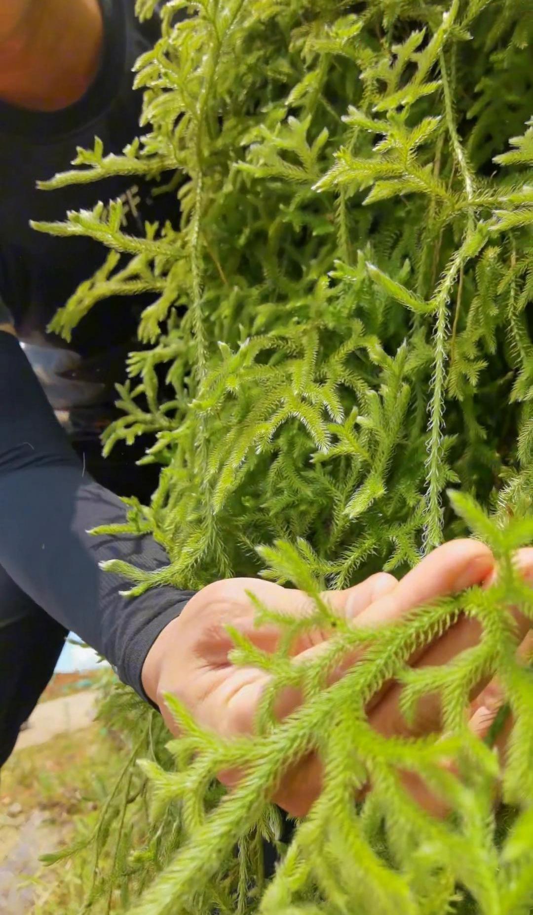 老家山里有种草，叫“舒筋草”，长得跟小松树似的，趴在地上。村里老人传下来一句话