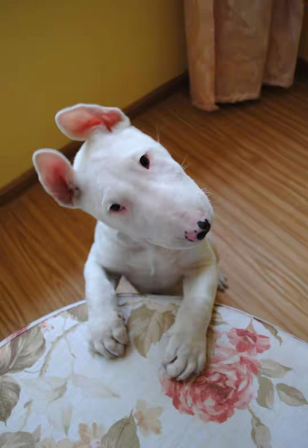 千万别养！养狗老手直言：牛头梗是最容易失控的隐形烈性犬，普通人根本驾驭不住千万