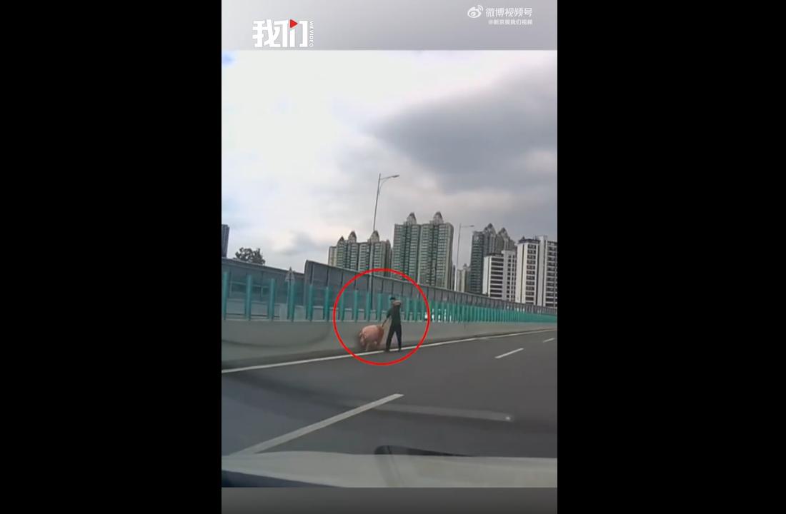 6月14日，湖南长沙一男子在高架上拽住猪尾巴“遛猪”，视频引发热议。原来，做猪
