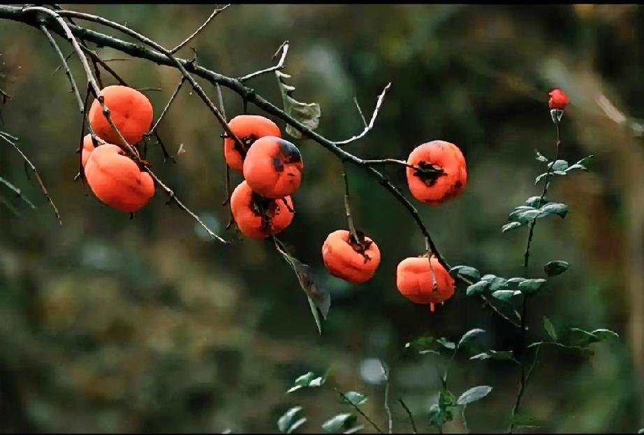 过去单位里检查，有个女的，40多岁得了糖尿病，因为自己的胃不好，别的药不能吃，只