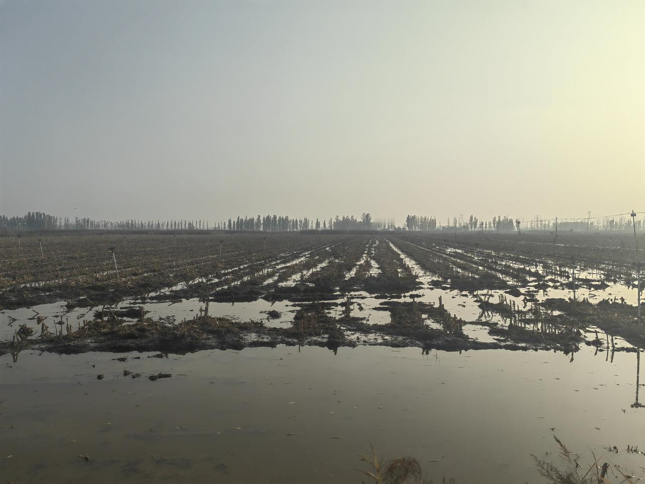 包地大户这办法真是高明，保证稳赚不赔。我们村东洼的地挨着古洋河，地势低洼又不爱