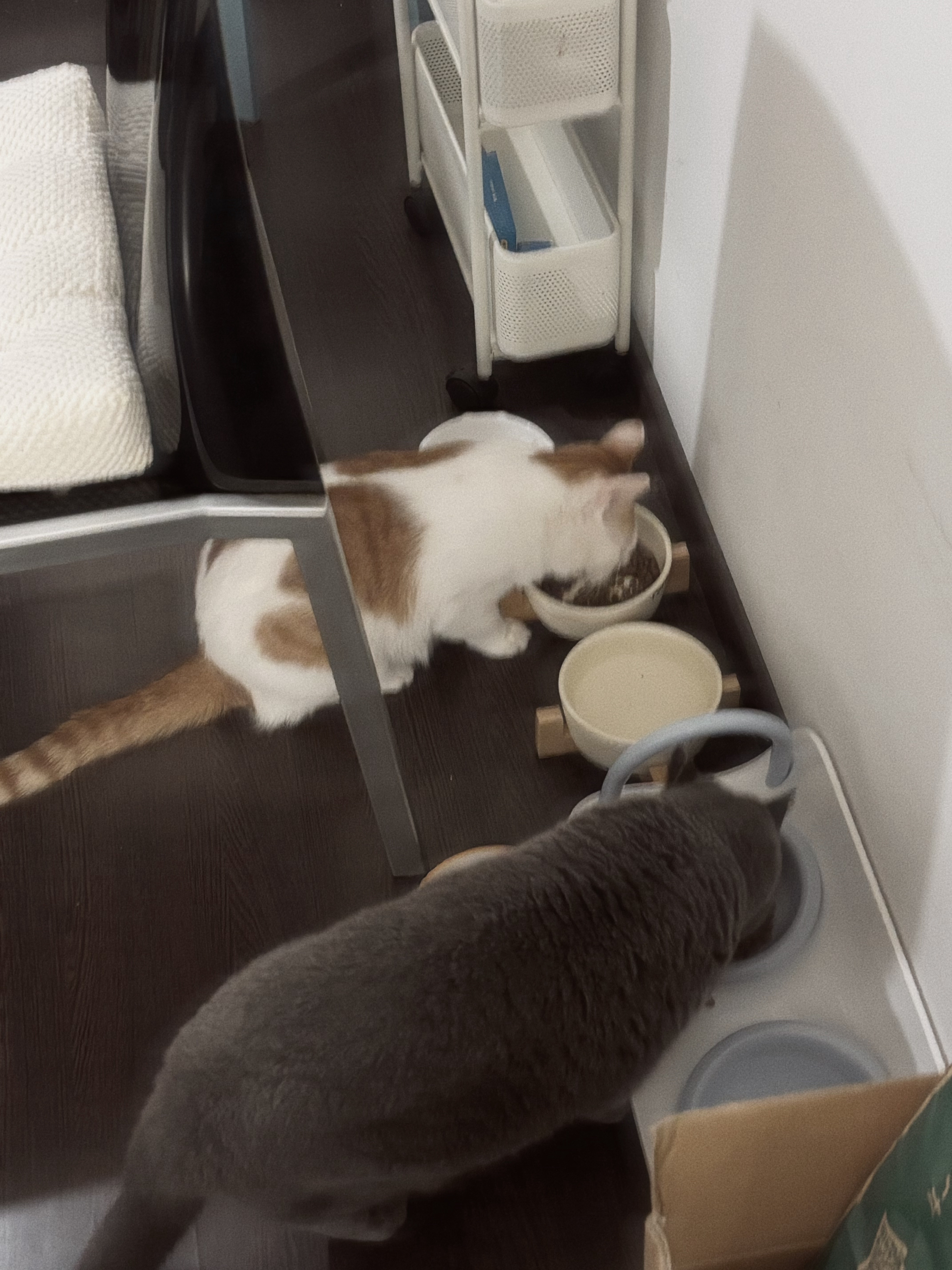 🩷🐱​​​
