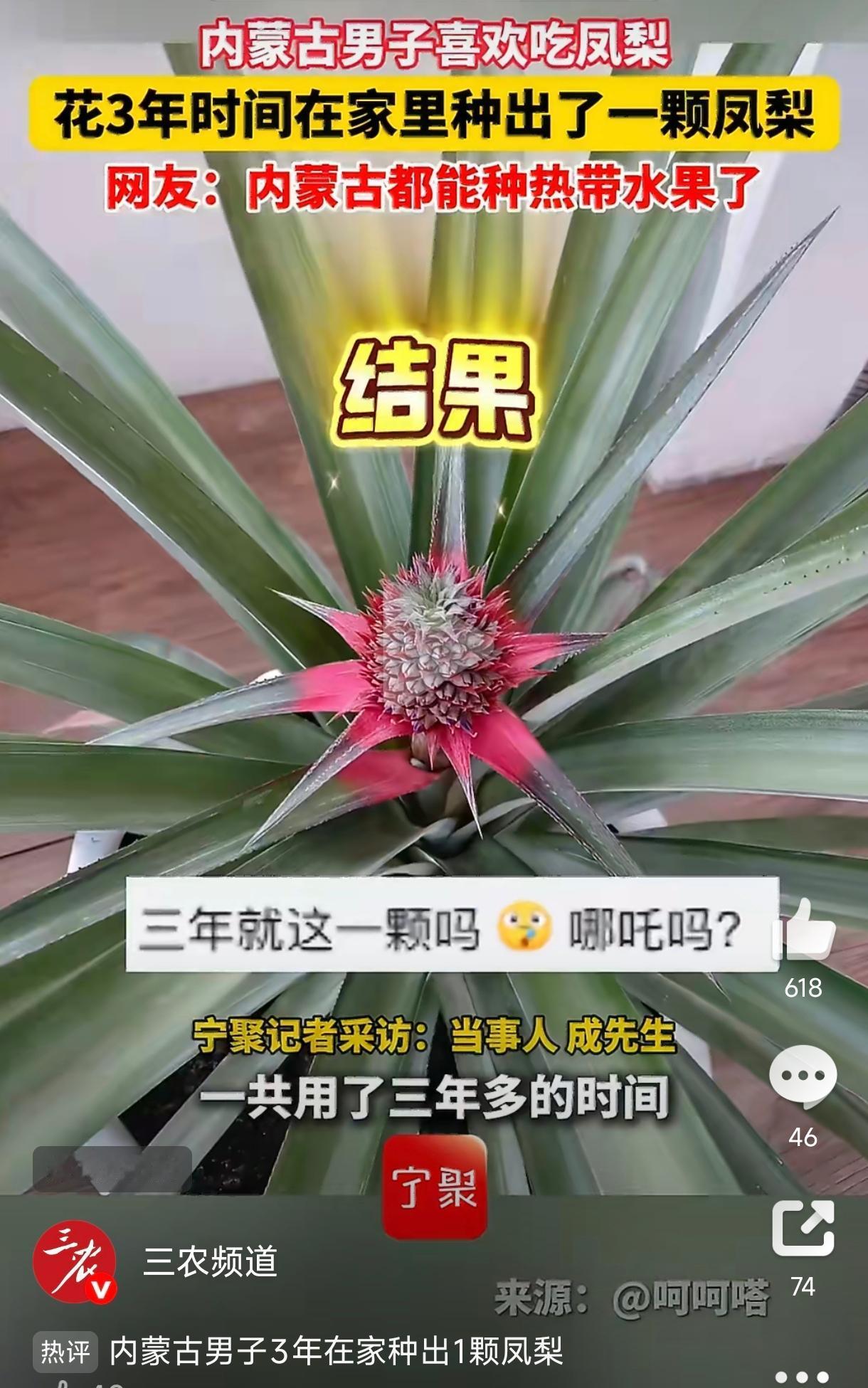 内蒙古，一男子因为爱吃凤梨，花了3年时间，在家里种出了一颗凤梨。事情得从三年