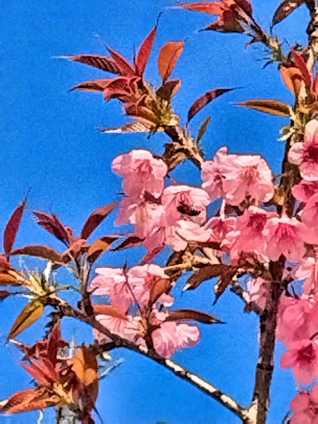 新春之际，粉嫩樱花尽情绽放，于蓝天下尽显蓬勃生机！🌸🌿漫步于樱花树下，微风轻