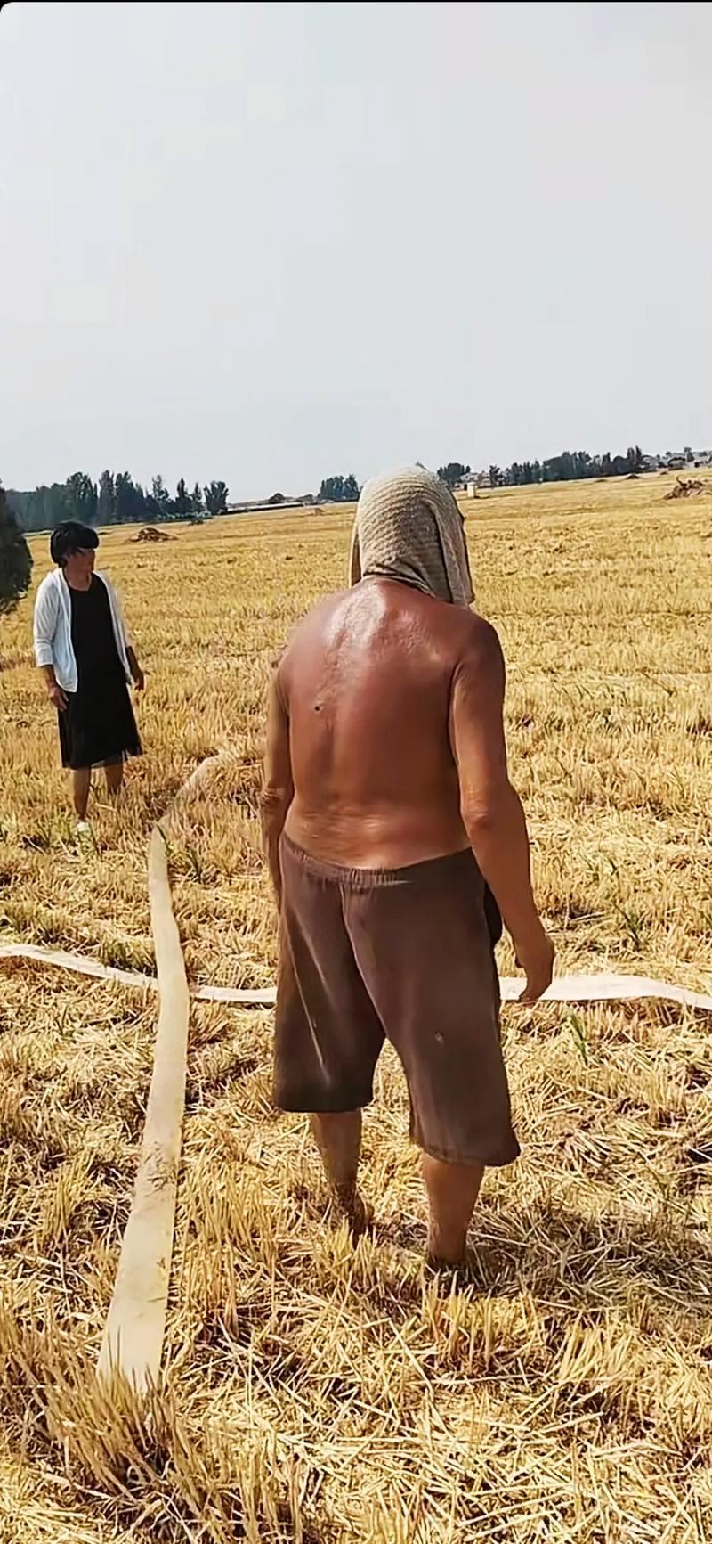 农民违规间种小麦31.7亩被刑拘，农民现在不能乱种地了，否则就违法了！5月21