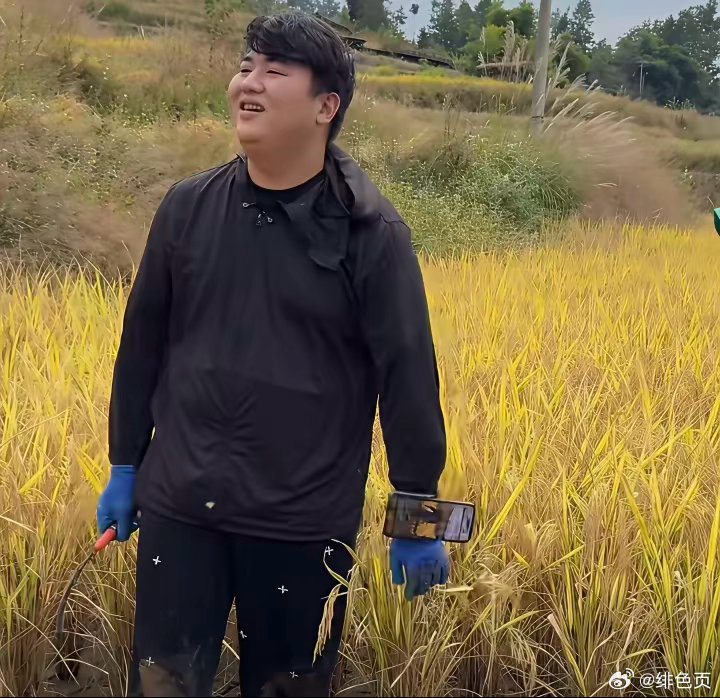 全红婵的哥哥，为了卖大米，亲自在田里割稻谷。而且全进华说这些稻谷都是没有打农药的