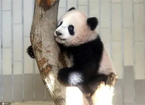 日本不怕中国制裁，不怕经济下滑，不怕航班取消，不怕拉走熊猫，不怕旅游业萧条，不