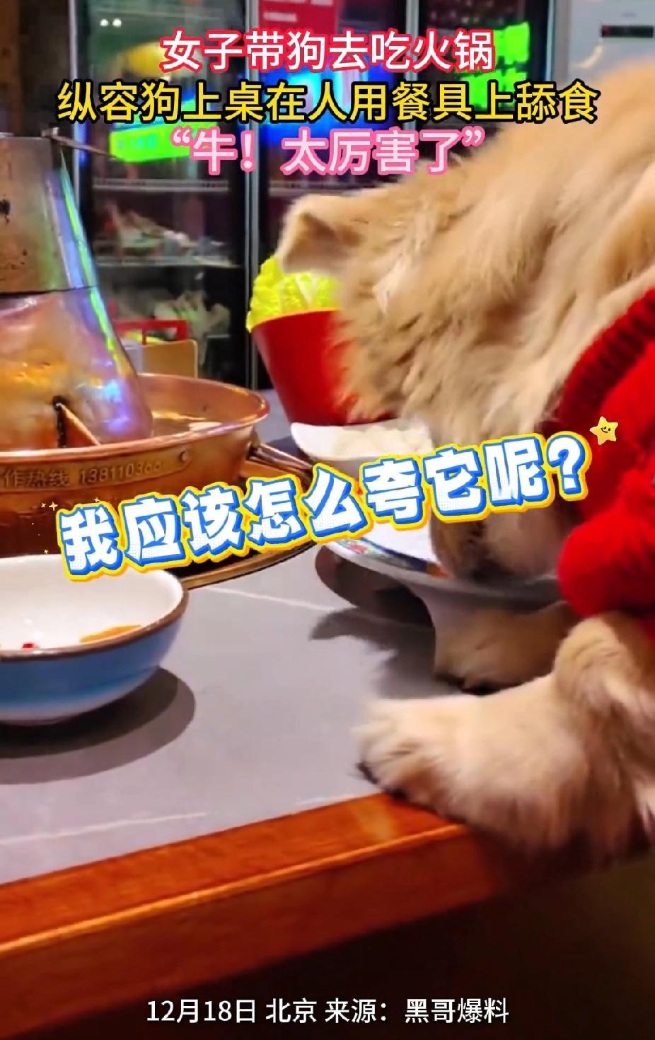 北京的这家涮肉店也挺冤的！当时，店员发现女子让狗狗上桌舔盘，赶紧过来劝，让她把狗