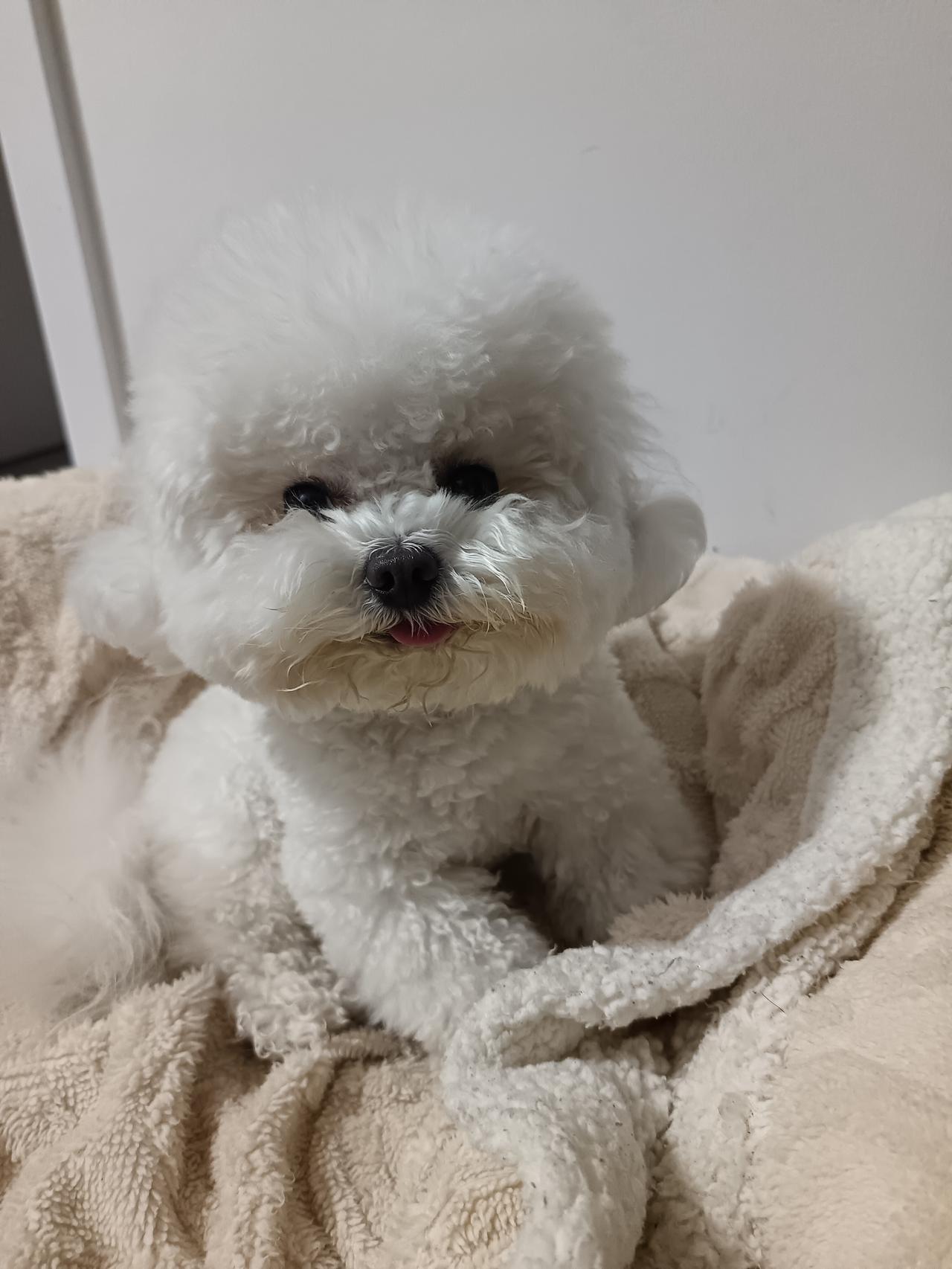 确认过眼神，软萌比熊在线治愈不开心！歪头杀谁顶得住啊！幸福感爆棚！