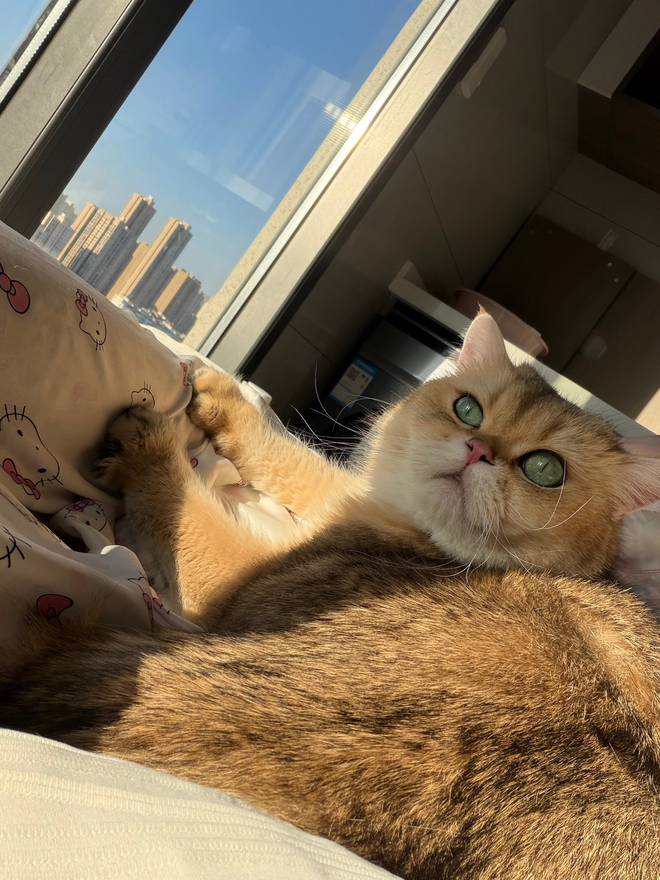 爱晒太阳的小猫咪一枚哟​​​